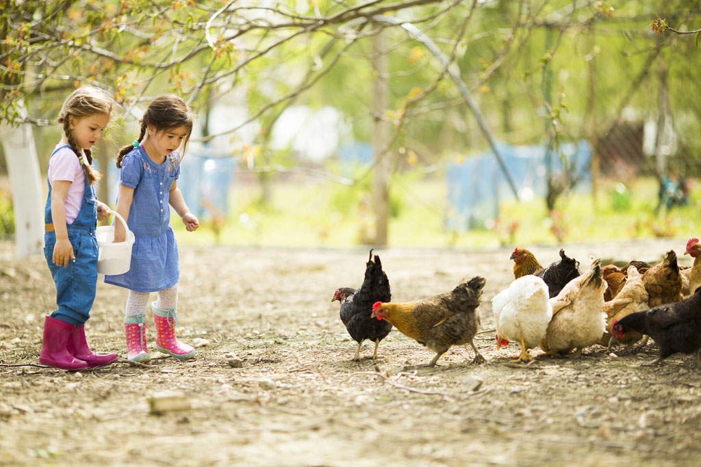 Children and Chickens