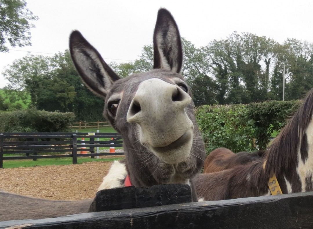 donkey-sanctuary-three-gates-farm